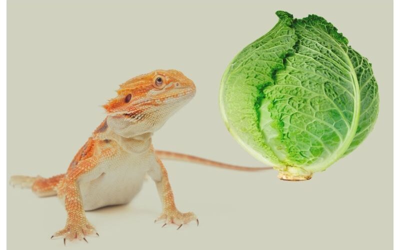 Realities About Feeding Cabbage To Your Bearded Dragons