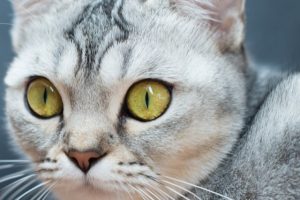 Cost of Bengal Cat