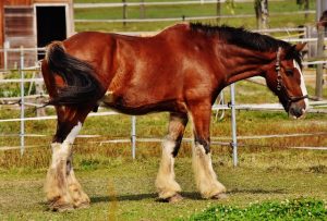 Buying A Horse