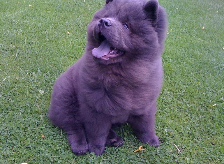 Fun Facts About The Beautiful Blue Chow Chow Breed